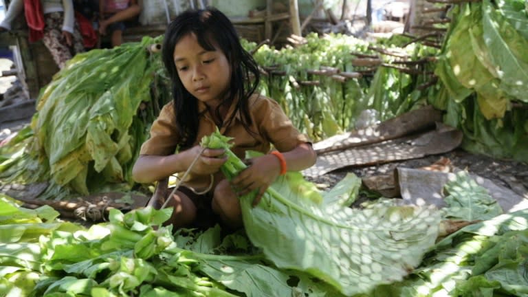 Many young labourers described feeling dizzy, nauseous and vomiting after long days working in the fields