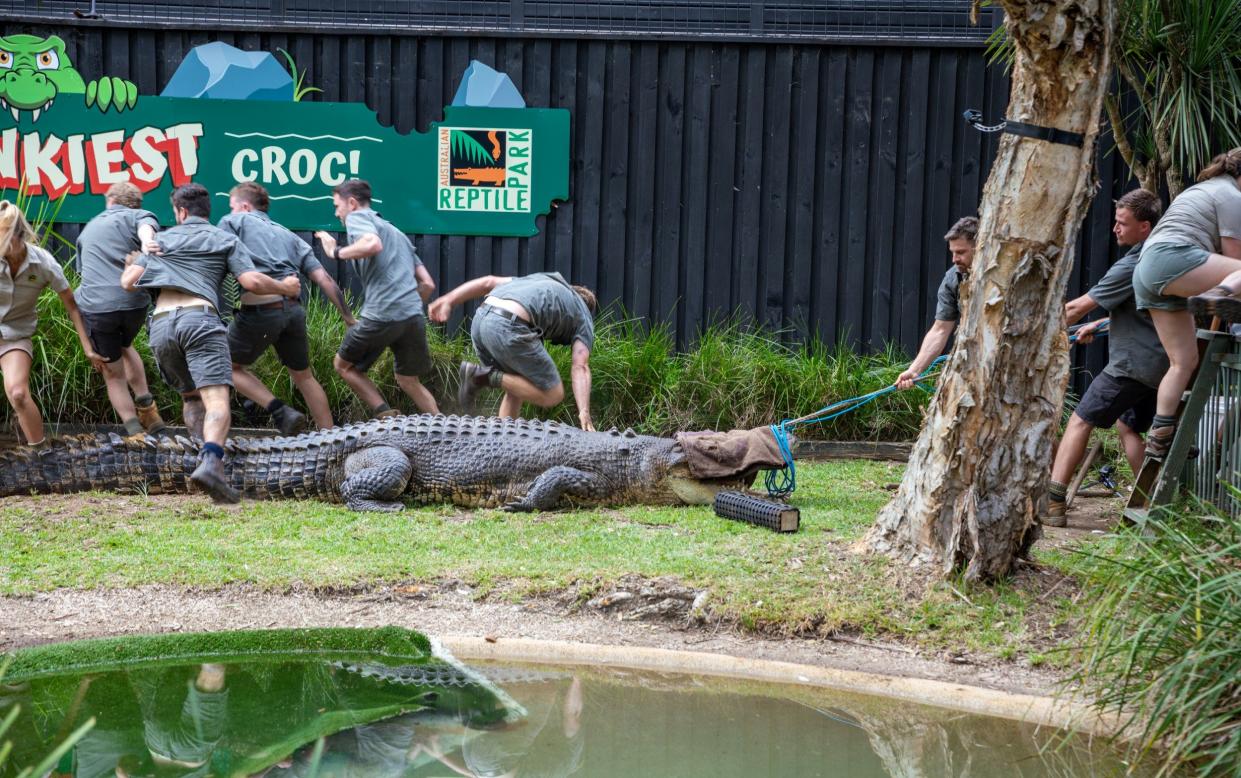 Elvis was brought to the park from Northern Territory, where it had become aggressive towards boats in Darwin Harbour