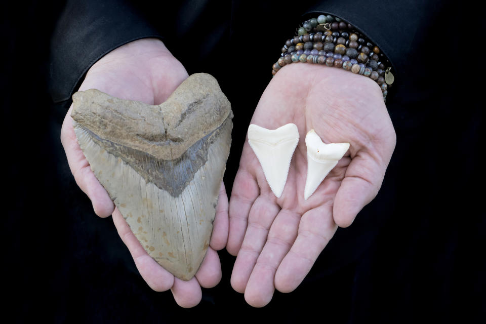 Prehistoric Megalodon Shark Tooth and two Great White Shark Teeth