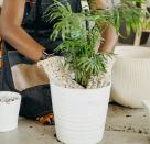 <p>'To repot, begin by adding a couple of inches of a well-draining compost, which promotes aeration to the roots and allows good drainage, to a pot approximately one to two inches wider in circumference than its existing home,' the experts explain.</p><p>To remove your plant from its current pot, tip the container to the side and gently tease the plant and its roots free. Remove any compost mix that has gathered around the root ball. </p><p>Then add some potting mix to the new container and fill until the plant sits level with the top of the container and fill the gaps around the side if necessary. </p>