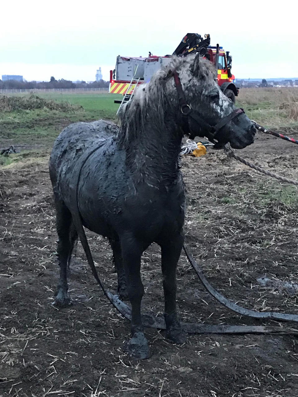 After being winched to safety Puddles, named by rescuers, had only her ears clean and RSPCA are now trying to find her owners. (PA)