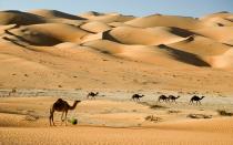 <p>Winter is one of the best times of year to visit Dubai, but expect to deal with crowds (even in the desert) during peak tourist season.</p>