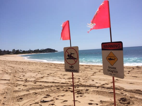 Shark Warnings Boy Attacked