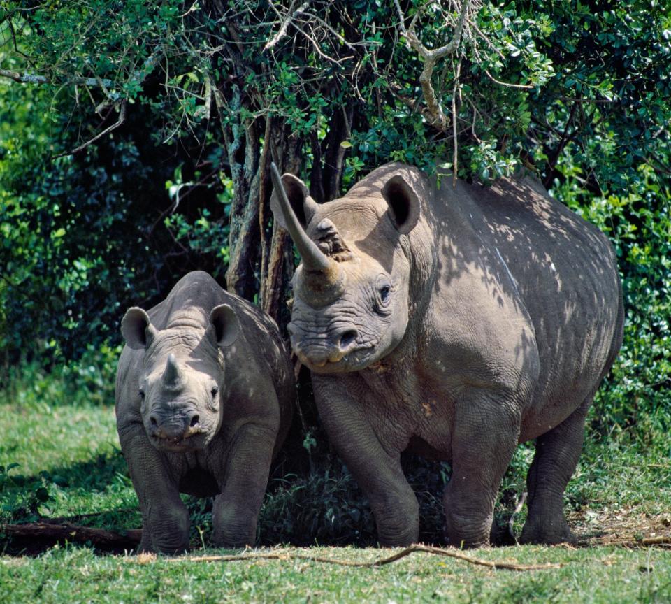Black rhino and calf in the Aberdare Natrional Park - John Warburton-Lee/Alamy