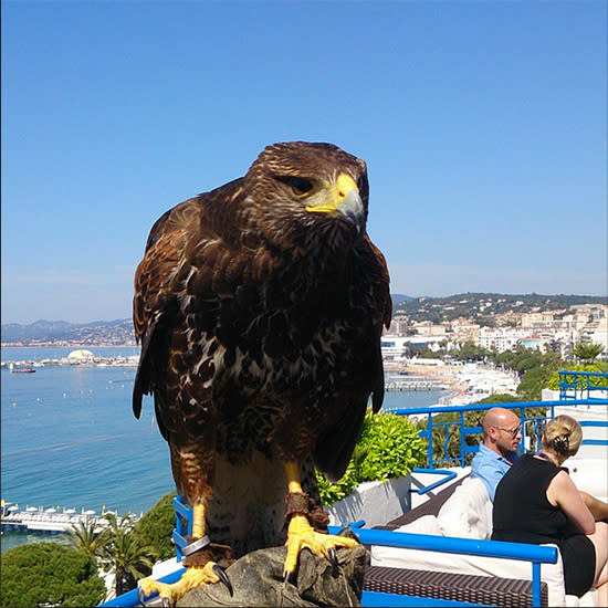 Cannes take our eyes off you