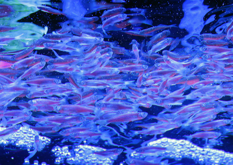 Neon glow in the dark fluorescent ribbon zebra fish are displayed at the 2009 Taiwan International Aquarium Expo in Taipei November 6, 2009. REUTERS/Nicky Loh