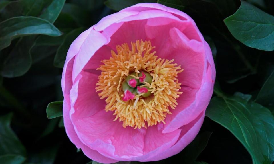 Pretty in pink: but Chelsea visitors can expect different flowers this year, not just familiar peonies.