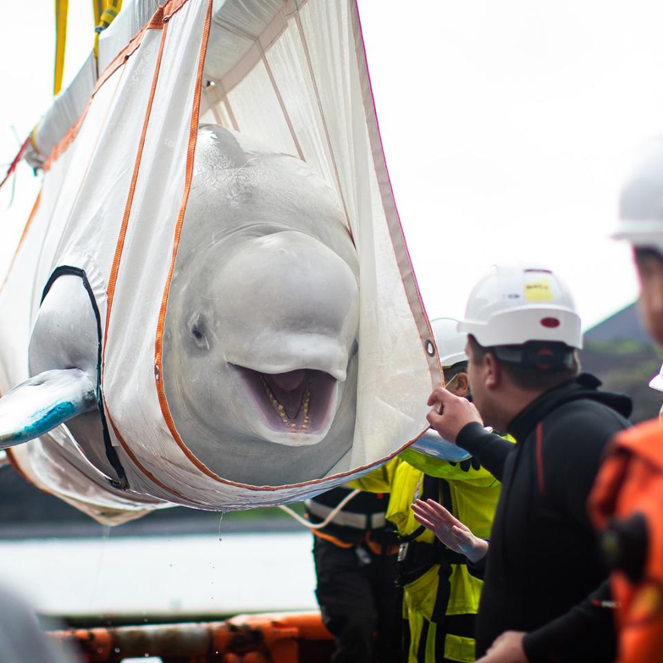 兩條被困上海一間水族館的12歲白鯨，在英國慈善機構「海洋生命基金」（The SEA LIFE Trust）的協助下，住進冰島的全球首個白鯨保護區。 