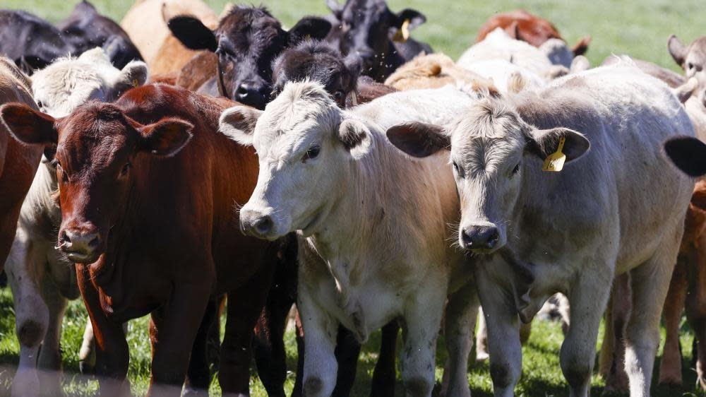 Stock image of cows huddling together on a farm