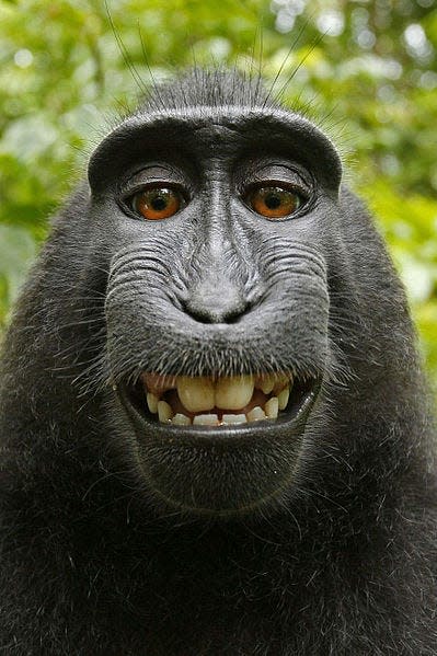 One of the selfies taken in 2011 by Naruto, a monkey who picked up photographer David Slater's camera.