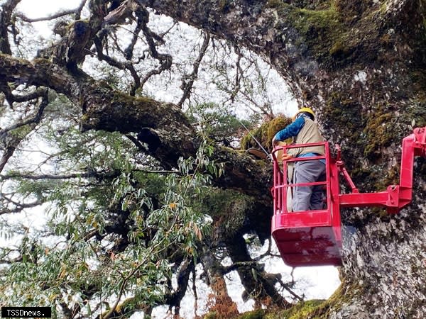 塔塔加大鐵杉約九百歲，因樹勢衰弱有生長不佳的狀況，玉管處與臺大實驗林聯合現勘及診斷工作。（圖：玉管處提供）