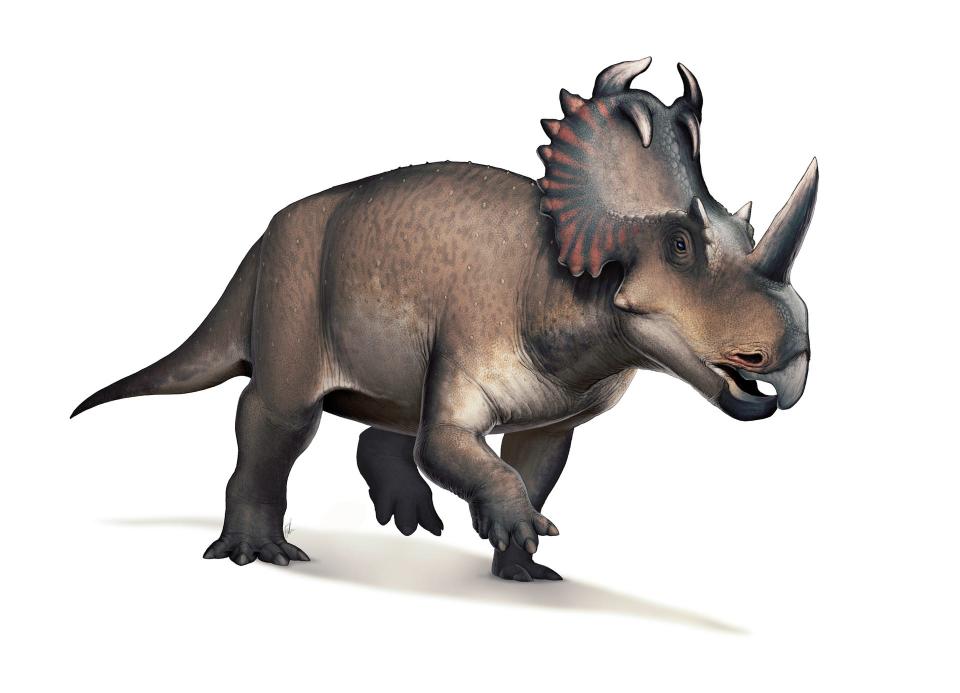 Centrosaurus