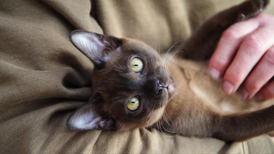 Burmese cat