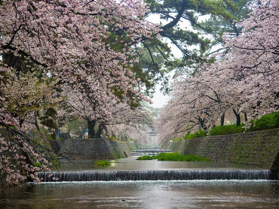 夙川公園（Image Source : Getty Creative/iStockphoto）