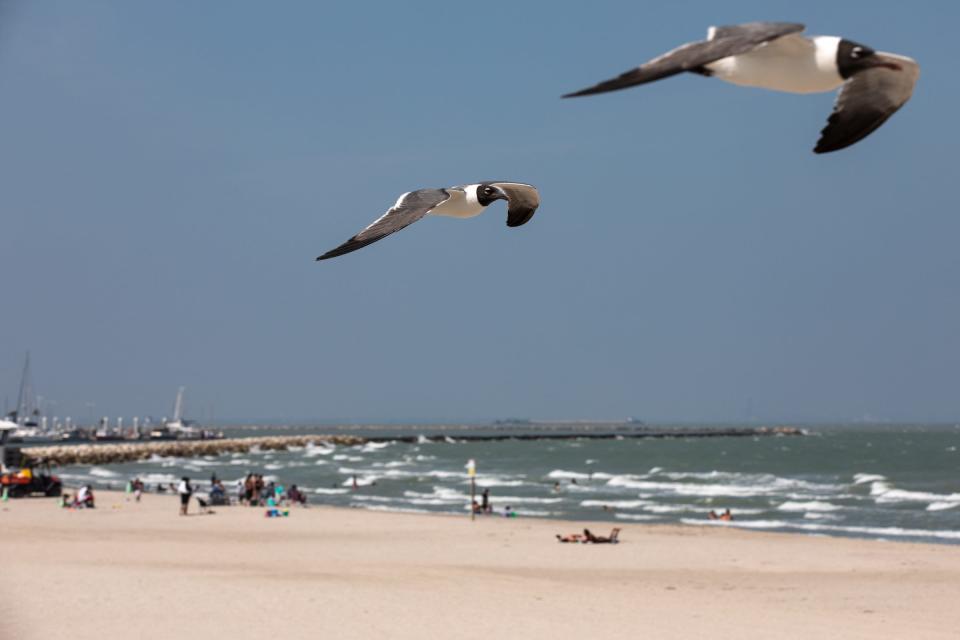 Laughing gulls fly over beach goers at Water's Edge Park on Tuesday, June 13, 2023, in Corpus Christi, Texas.