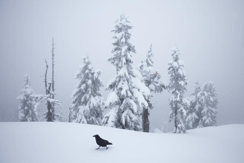 Winner, Rising Star Portfolio Award: “Raven Strut” by Connor Stefanison (Canada)