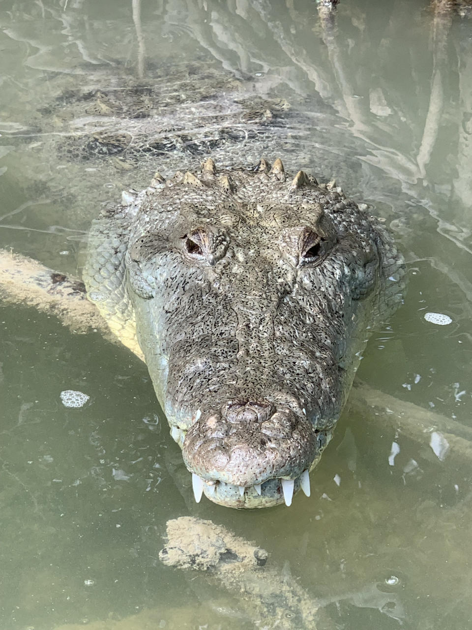 An image of an alligator's head popping above water, resting on a log
