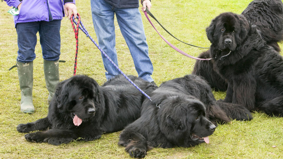 several Newfoundlands on a lead