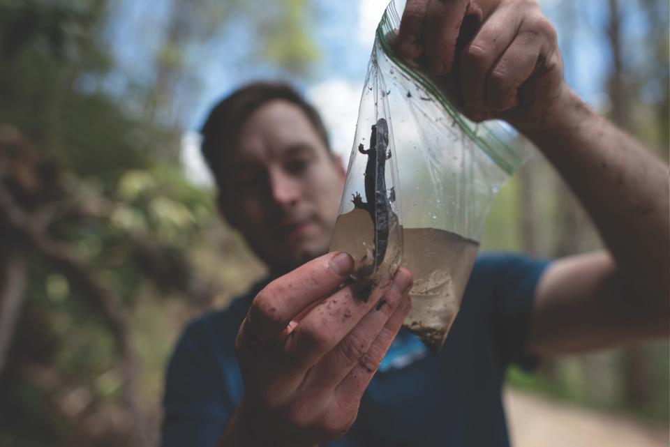 Alex Pyron examines a salamander specimen in a plastic bag full of water, a safe way to observe these creatures up close without drying out their skin.