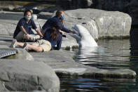 Mystic Aquarium trainers play with a Beluga whale, Friday, May 14, 2021, in Mystic, Conn. Three Beluga whales will arrive at the aquarium later Friday from Marineland in Niagara Falls, Ontario, Canada. The whales will be leaving an overcrowded habitat with about 50 other whales and will be at the center of important research designed to benefit Belugas in the wild. (AP Photo/Jessica Hill)