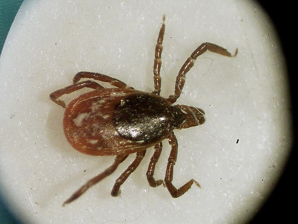 Babesiosis Female Black-Legged tick, photo