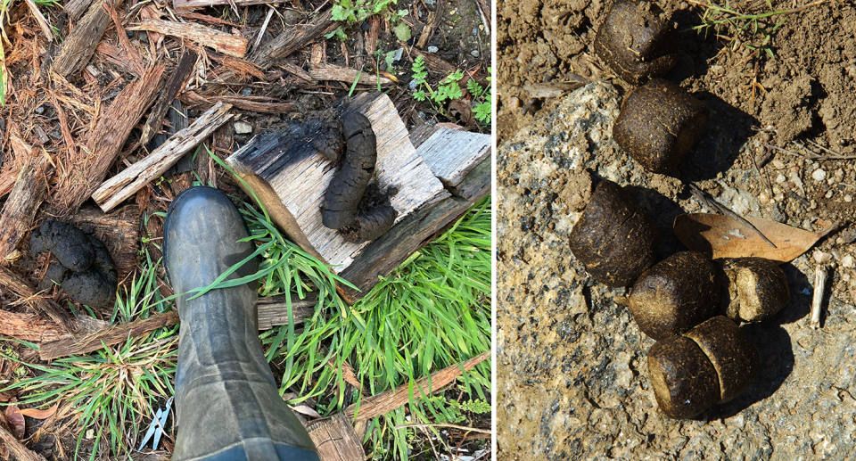 The poos on Paddy's farm (left) with her boot next to them for size. Square-shaped wombat poos (right)