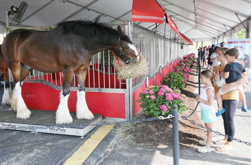 Amanda McDonald of Jackson Township and her children, Addelyn, 6 and Emmett, 5, look at one of the Budweiser Clydesdales at the mobile stables at Kent State University Stark campus in Jackson Township.
(Credit: Mike Cardew, Akron Beacon Journal)