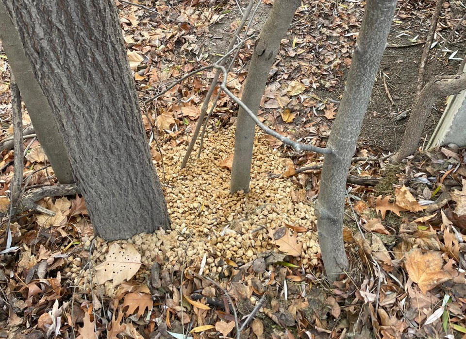 A large collection of nuts in a forest in Mississauga.