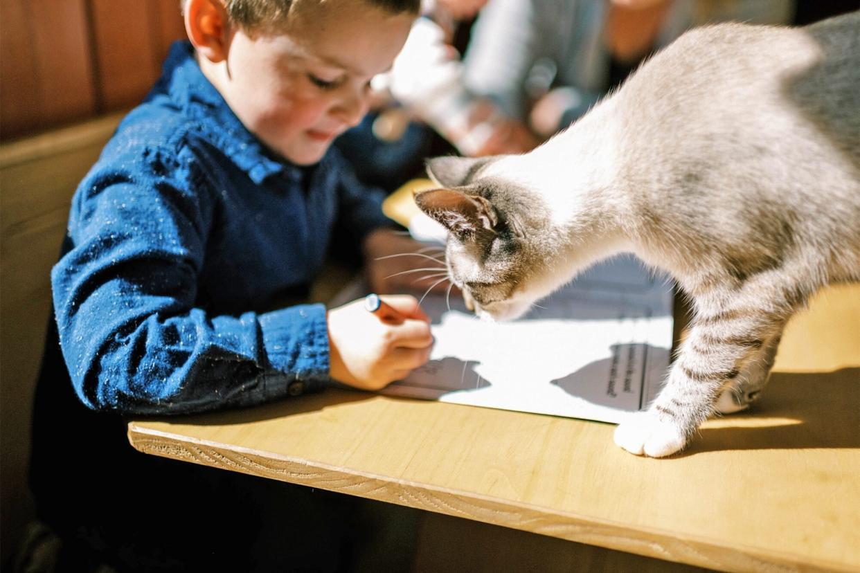 cat helping boy with school work