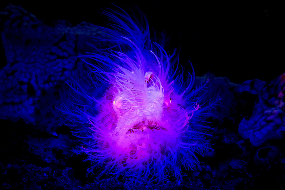 <p>Hairy frog fish. (Photo: Ace Wu/Caters News) </p>