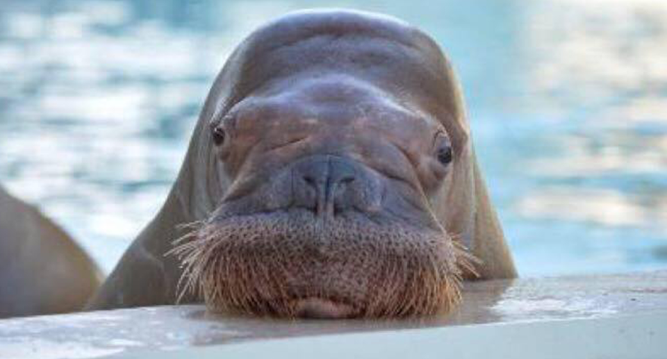 Close up of Smooshi the walrus against water. 