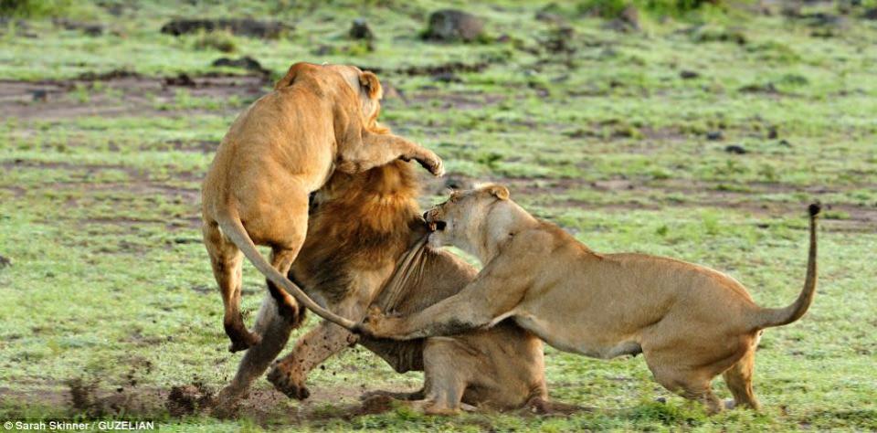 Now that's what you call a cat fight! - These protective lionesses spring to life when a male approaches their cubs, and all hell breaks loose among the pride. The cat fight is a bitter battle between the male and female beasts, who savagely erupt into a ferocious battle in the Mara Triangle, within the heart of the Masai Mara in Kenya, Africa. PIC FROM GUZELIAN / CATERS NEWS