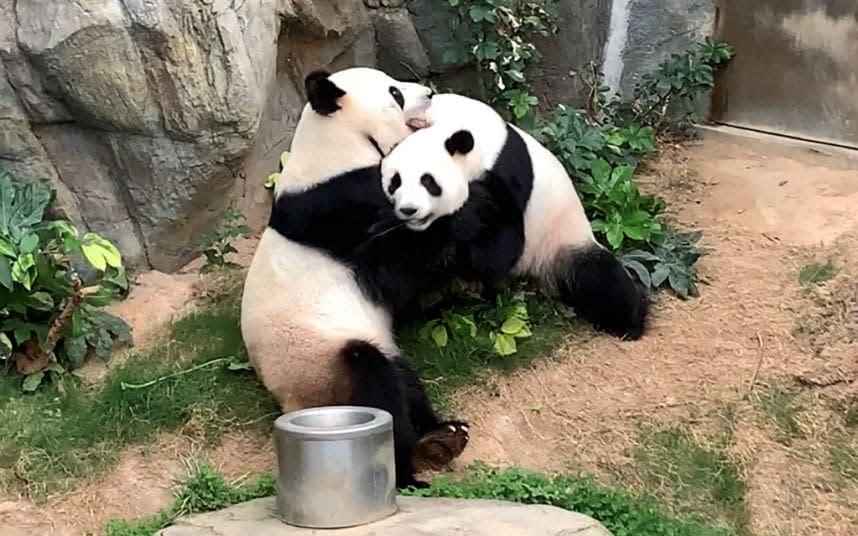 Ying Ying and Le Le are seen embracing in an enclosure free from prying eyes and cameras. - AFP