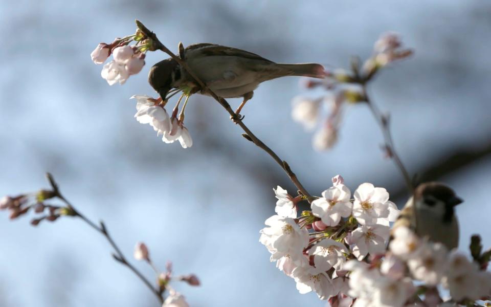 A bird pecks at one of blooming cherry blossoms at a park in Tokyo. - AP