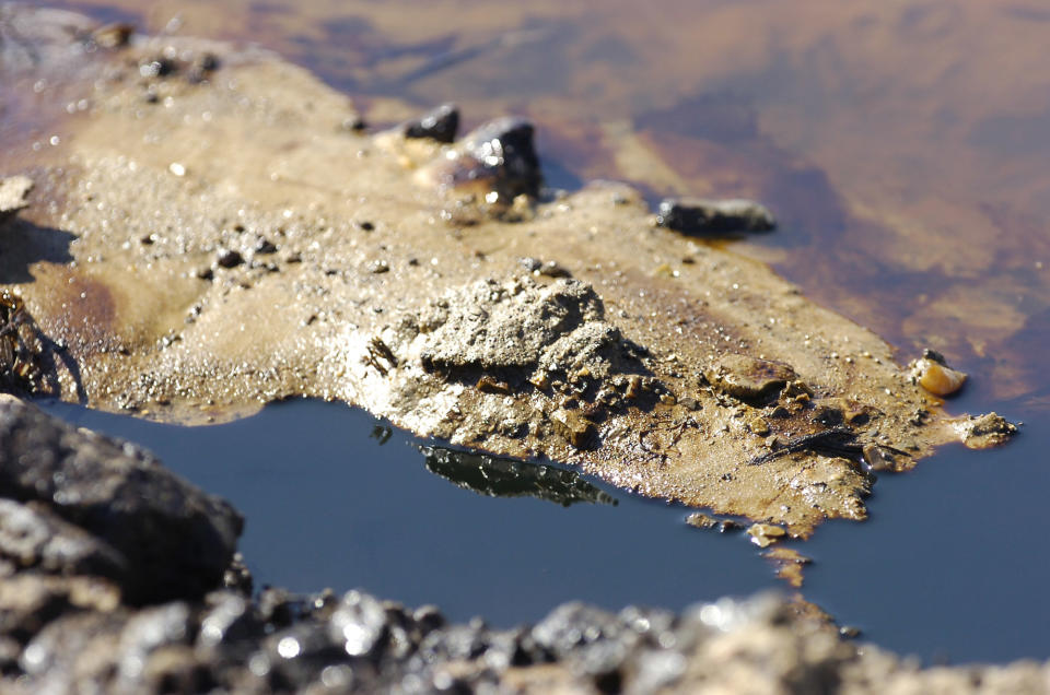 CORRECTS DATE FROM MAY 5 TO MARCH 5 - Crude oil seeps into water in an isolated wetland near Aliceville, Ala., on Wednesday, March 5, 2014. A train carrying nearly 3 million gallons of oil crashed at the site in November 2013, resulting in the pollution. Environmental regultors say cleanup and containment work is continuing, but critics contend the Alabama accident and others show the danger of transporting large amounts of oil in tanker trains. (AP Photo/Jay Reeves)