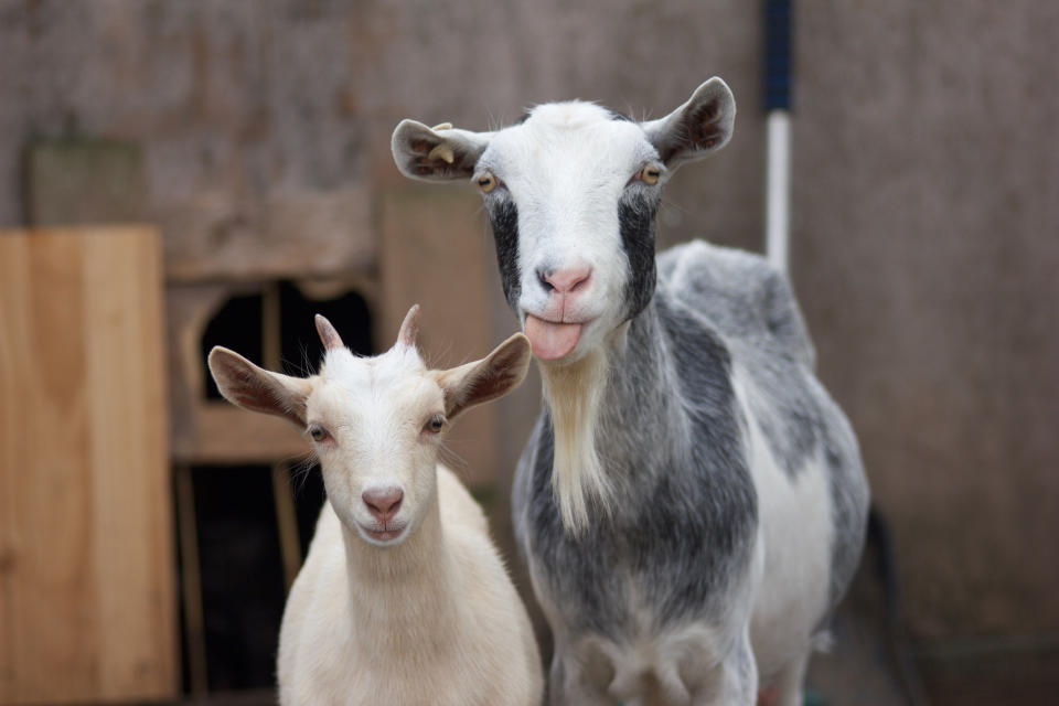 Una cabra habría sido la responsable de liberar a decenas de animales. Foto: Steve Bates / EyeEm / Getty Images