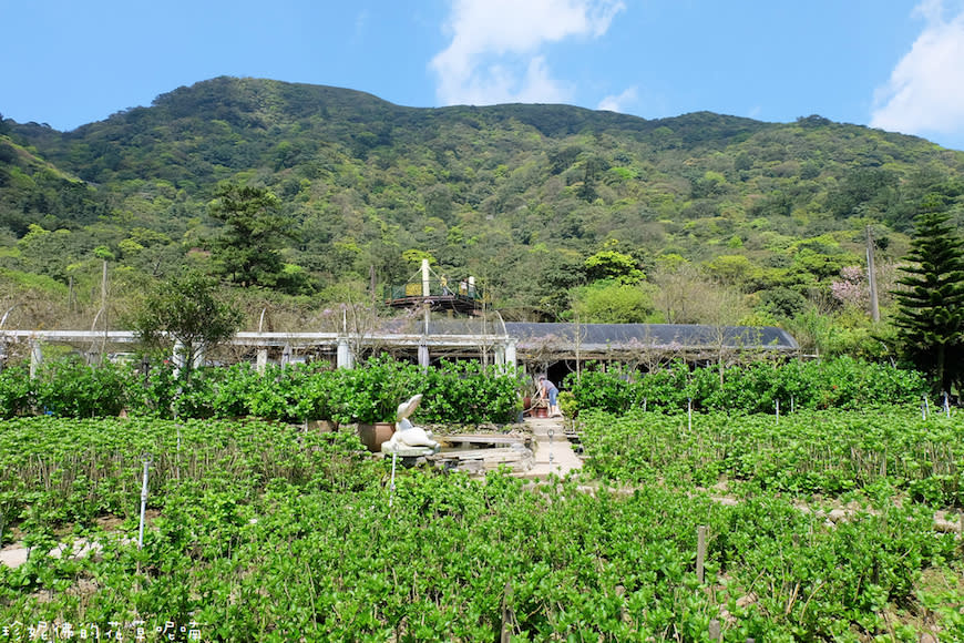 陽明山｜頂湖環狀步道、花谷海芋園