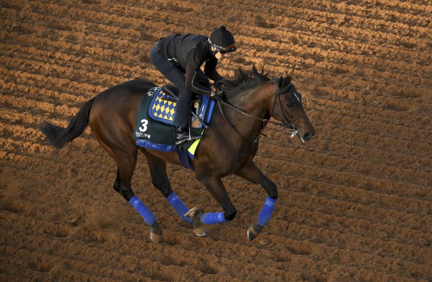 The Saudi Cup contender Country Grammer gallops in the morning track work at the King Abdulaziz racetrack.