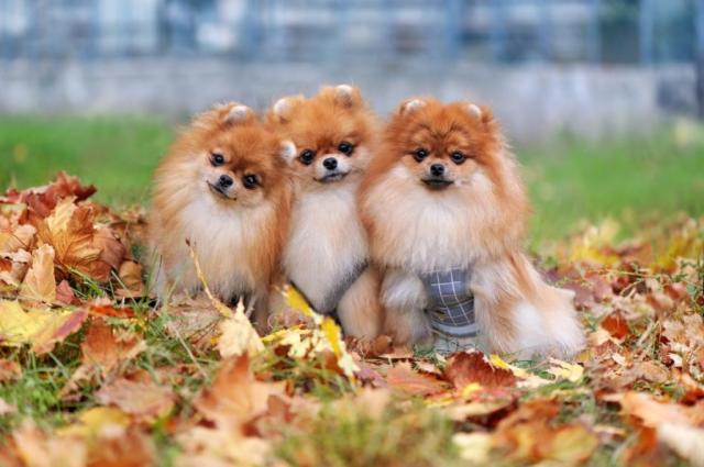 black and brown pomeranian puppies