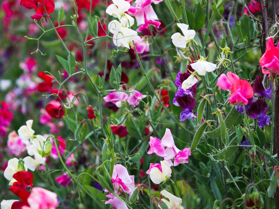 sweet peas