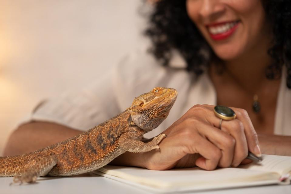 Strains of salmonella have been tied to the popular bearded dragon lizard. Getty Images