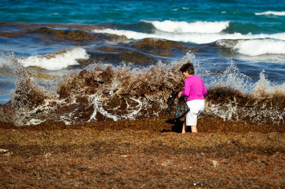 Volunteer Lourdes Licea, of Palm Beach,  trudges through sargassum algae to pick up trash on the north end beach during Turtle Tuesday Beach Cleanup in Palm Beach June 8, 2021. Almost 50 volunteers showed up to the first of summer cleanups that take place in various locations on the 2nd Tuesday of the summer months June through October from 5 to 7 p.m. in Palm Beach. 