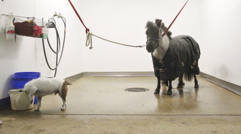 Willie Nelson (right) waits to be groomed as one of the dogs at Victory Gallop checks out a bucket Tuesday, March 6, 2018 in Bath Township, Ohio. (Karen Schiely/Beacon Journal)