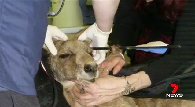 Animal welfare volunteers tracked the eastern grey almost a month after he was shot and took him to a vet for surgery. Picture: 7 News