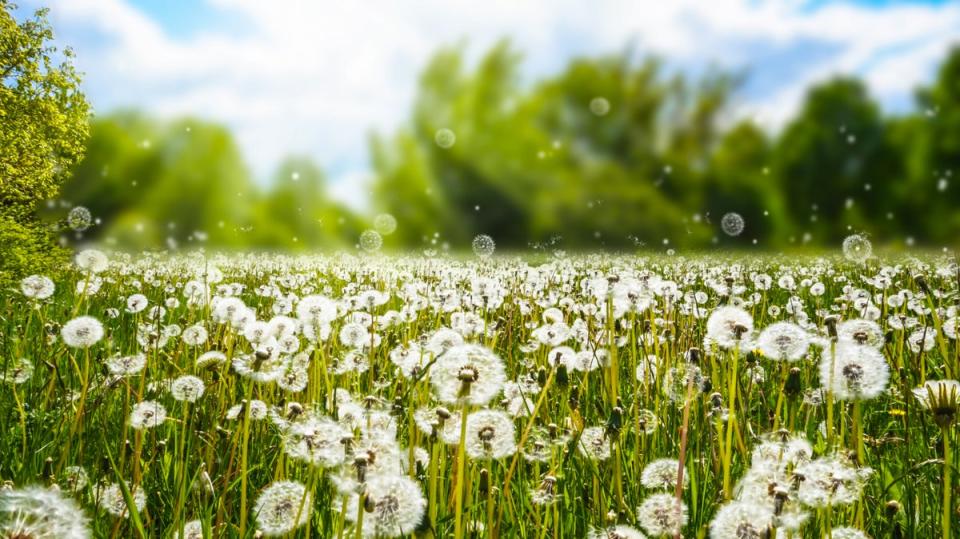 Researchers said global heating was increasing the quantity or potency of different types of pollen (Getty Images/iStockphoto)