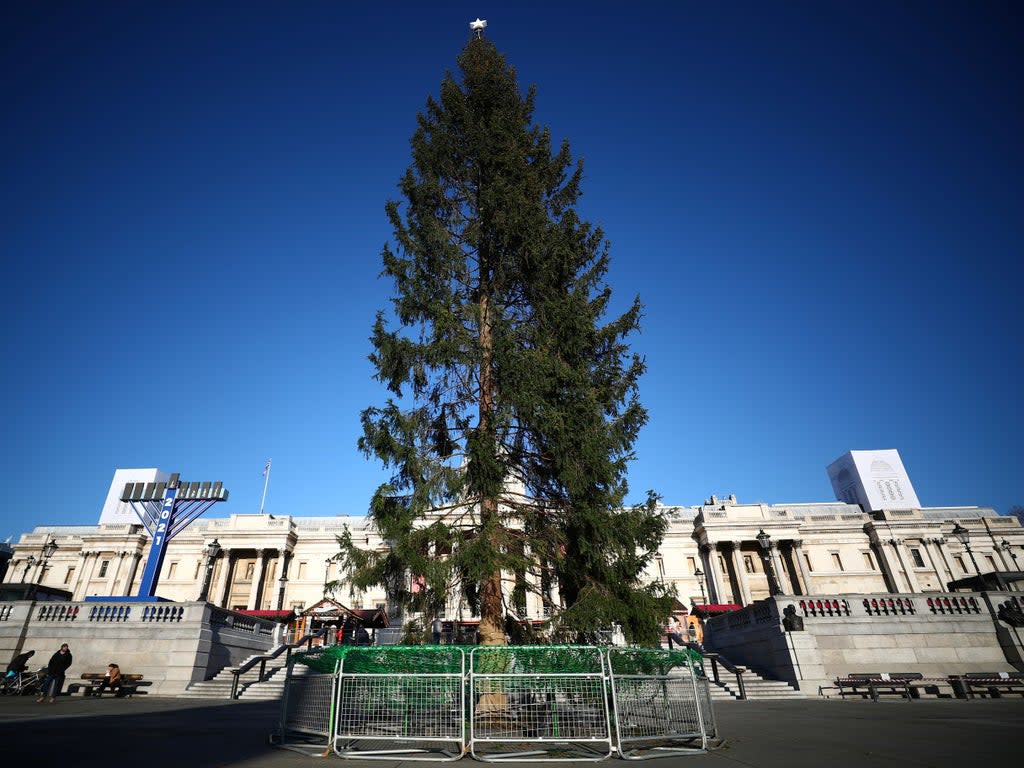 A view shows the Trafalgar Square Christmas tree, a gift from Norway, in Trafalgar Square, London (REUTERS)