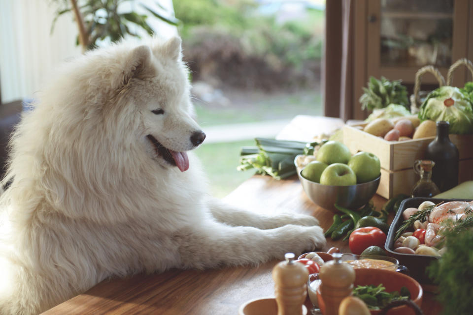 Können Hunde sich vegan ernähren? Eine neue Studie behauptet, dass dies sogar gesünder sei (Symbolbild: Getty Images)