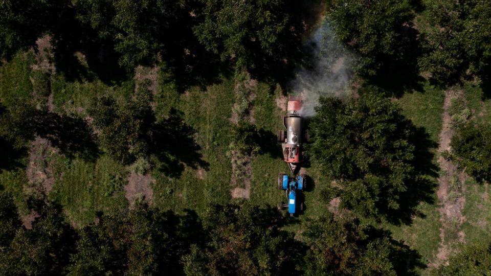 Un tractor fumiga una nogalera en Delicias, Chihuahua en agosto de 2023.