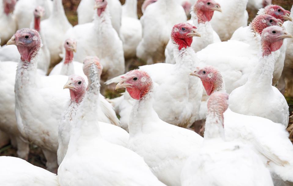 Turkeys huddle together on an Indiana farm. Millions of turkeys have died this as a result of a bird flu outbreak that has spread across the country, which is raising prices ahead of Thanksgiving dinner.