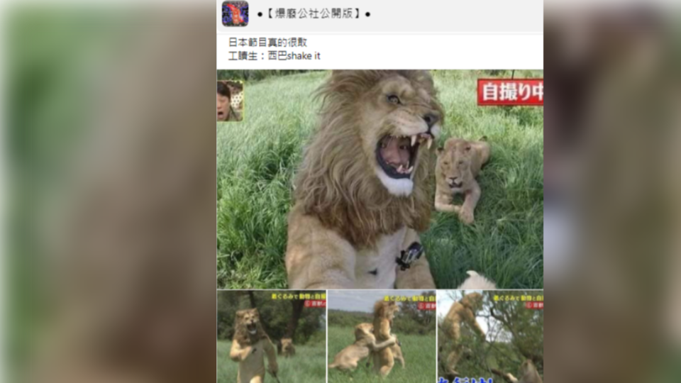 某一檔日本綜藝節目的「與獅自拍」畫面在網上瘋傳。（圖／翻攝自爆廢公社公開版）